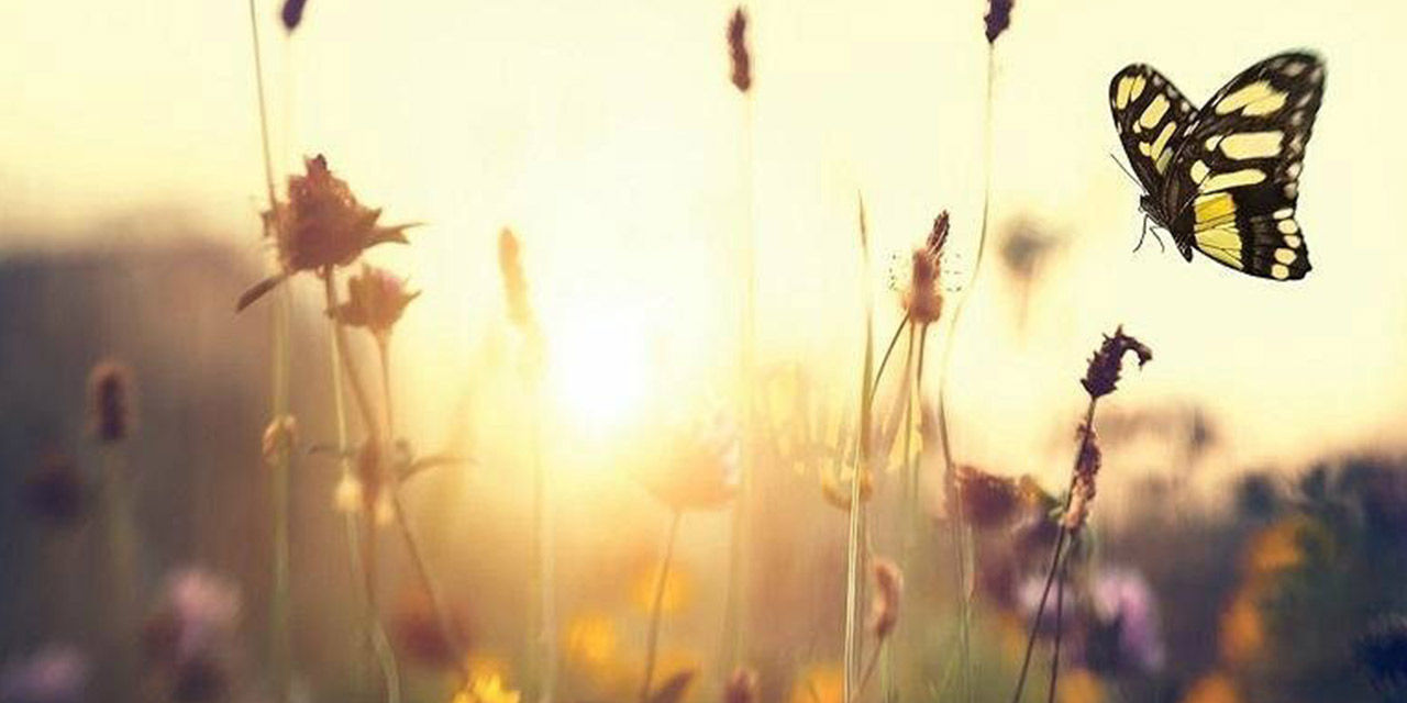 Una farfalla, sullo sfondo di un tramonto, del Giardino delle Farfalle, progetto di riqualificazione urbana a Milano