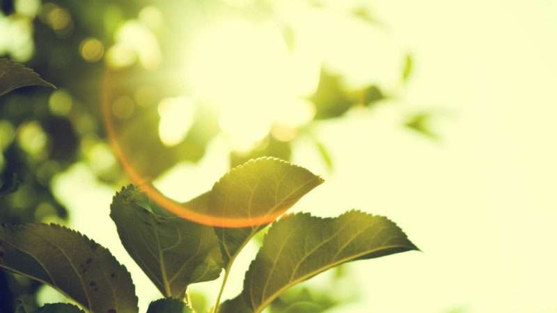 Primo piano di foglie immerse nella luce del sole, la fonte di energia rinnovabile più importante