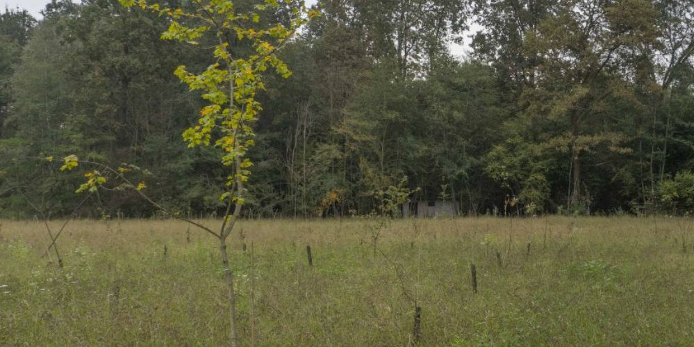 Tratto di campagna con bosco sullo sfondo: la riforestazione è al centro del Progetto Boschi E.ON