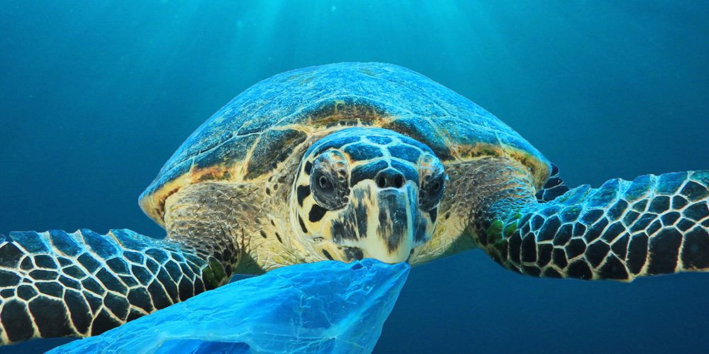 Tartaruga marina che addenta una busta di plastica: l’UE prevede la fine delle produzioni di plastica monouso 