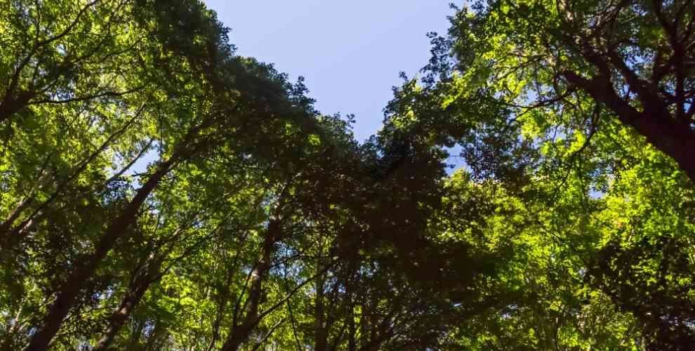 Un bosco con un cielo dietro: la natura e gli hotel ecosostenibili sono scelte sempre più diffuse per San Valentino