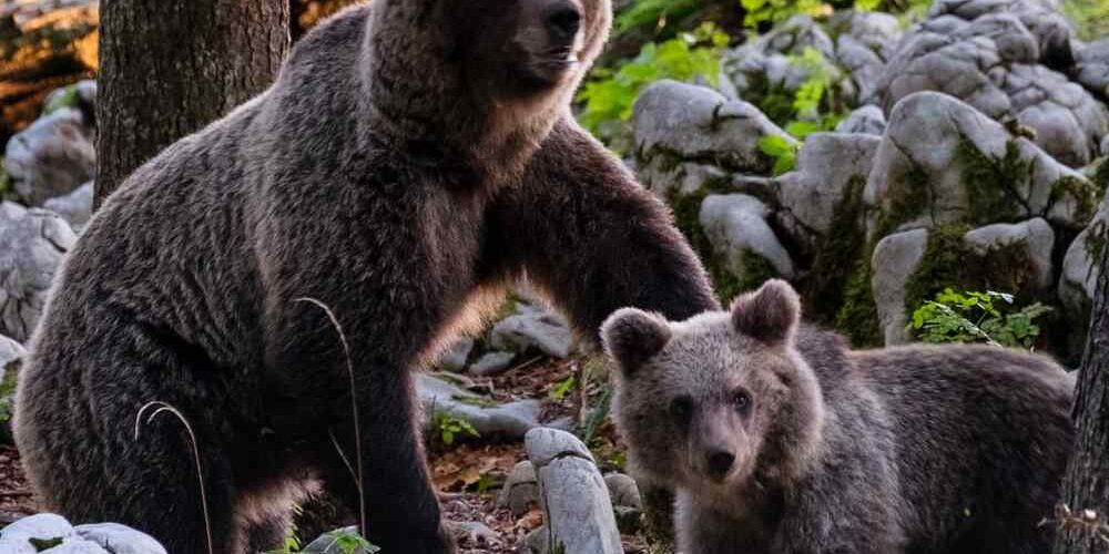 Un’orsa con un cucciolo, protagonisti della biodiversità dei boschi e delle montagne italiane