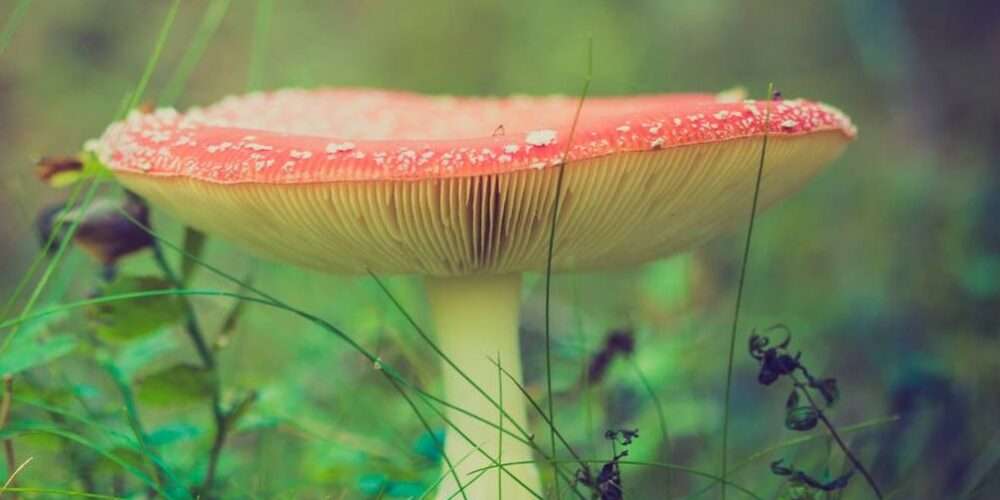 Primo piano di un fungo di bosco, specie in pericolo per il riscaldamento globale