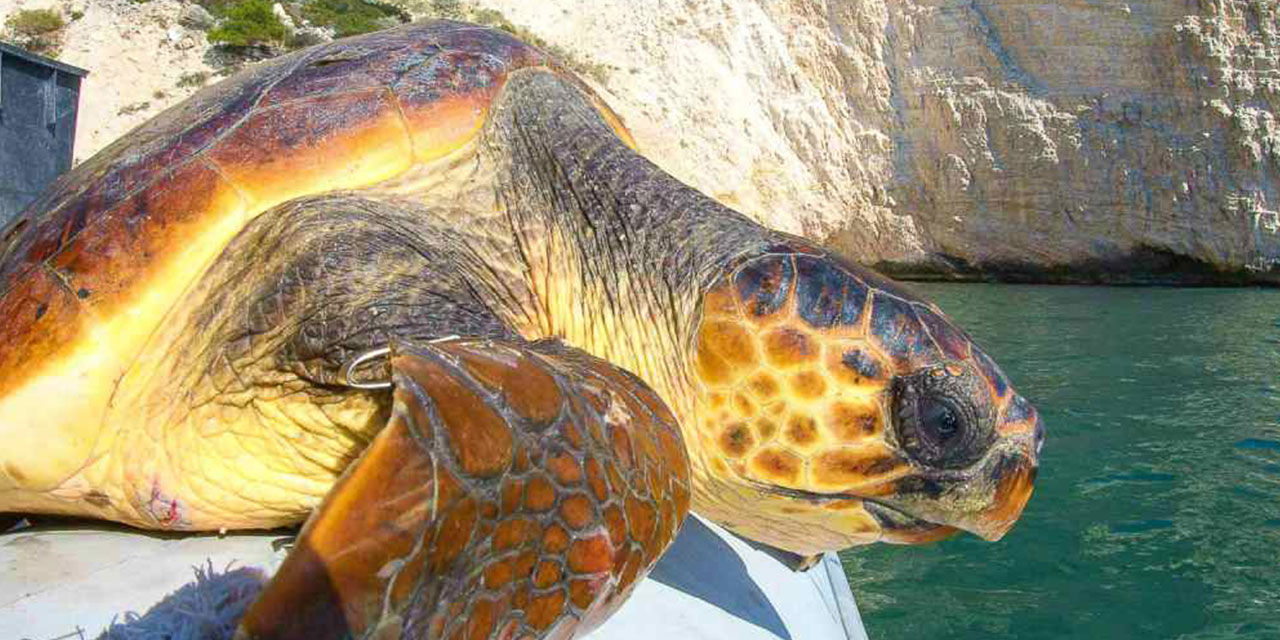 Tartaruga marina pronta per essere liberata dopo le cure