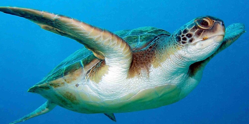 Tartaruga marina nuota nel blu: E.ON sostiene progetti come Tartafriends per la difesa di questi animali