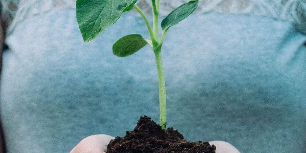 Primo piano di una pianta germogliata: il progetto Boschi E.ON è attivo anche a Roma con l’iniziativa a Casal Brunori