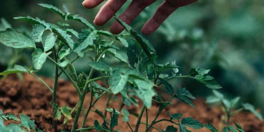 Una mano sfiora delle giovani piante: il progetto Boschi E.ON sostiene la piantumazione di alberi