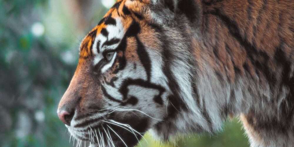 Profilo di una tigre, una delle specie a rischio protagoniste della giornata mondiale degli animali 2020
