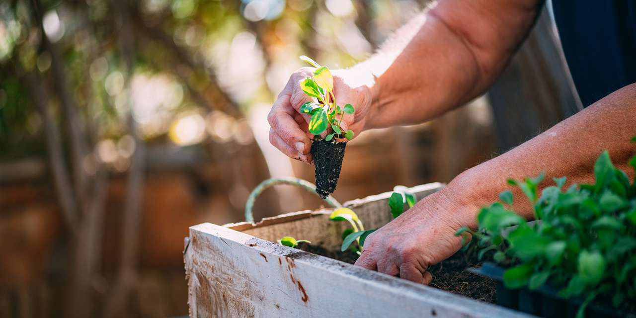 Una donna cura un orto domestico, un contributo piccolo ma importante alla sostenibilità