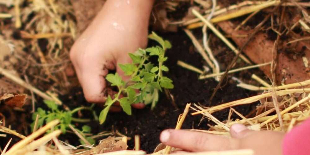 Un bambino sistema una piantina per la Giornata Mondiale della Terra 2021