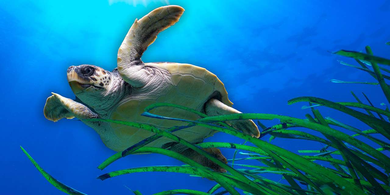Una tartaruga marina nuota sopra la posidonia: la Giornata Mondiale degli Oceani ci ricorda l’importanza della biodiversità e della lotta all’inquinamento