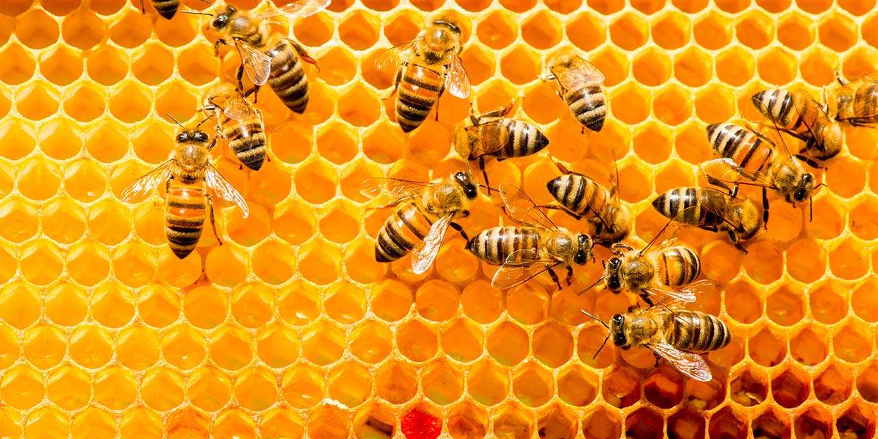 Api su un alveare: gli insetti impollinatori sono fondamentali per il Pianeta