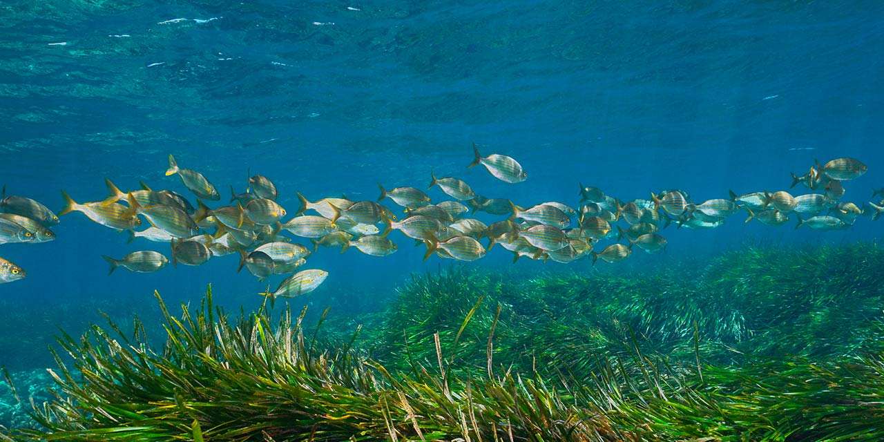Un banco di pesci sopra un tappeto di posidonia: la difesa del mare e della biodiversità sono celebrate ogni anno, l’8 giugno, nella Giornata Mondiale degli Oceani