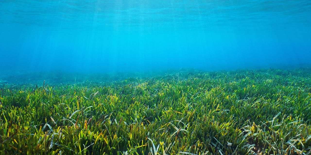 Prateria di posidonia oceanica, la cui difesa è centrale in Energy4Blue, progetto di E.ON per il mare 
