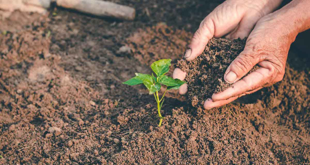 Delle mani aggiungono nuova terra a giovani piante: il Progetto Boschi E.ON si allarga dalle campagne al verde urbano delle città