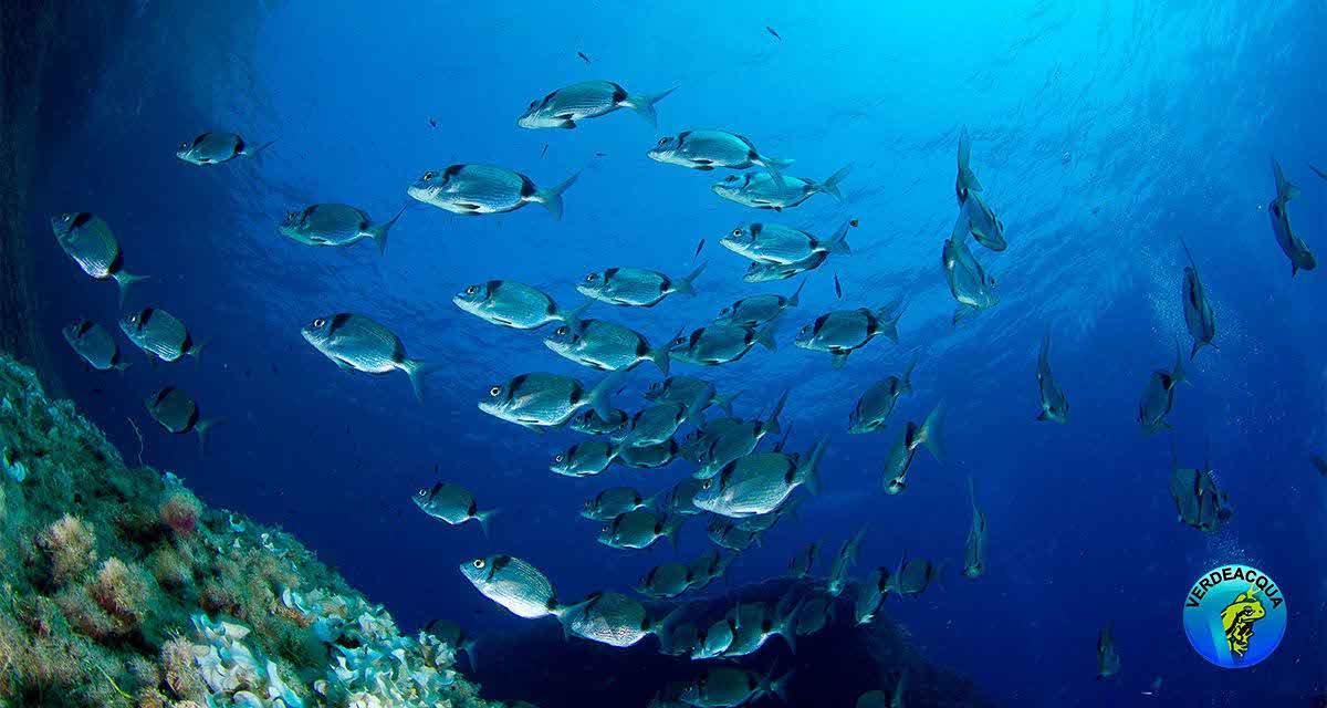Un banco di pesci sui fondali del Mediterraneo, culla di biodiversità
