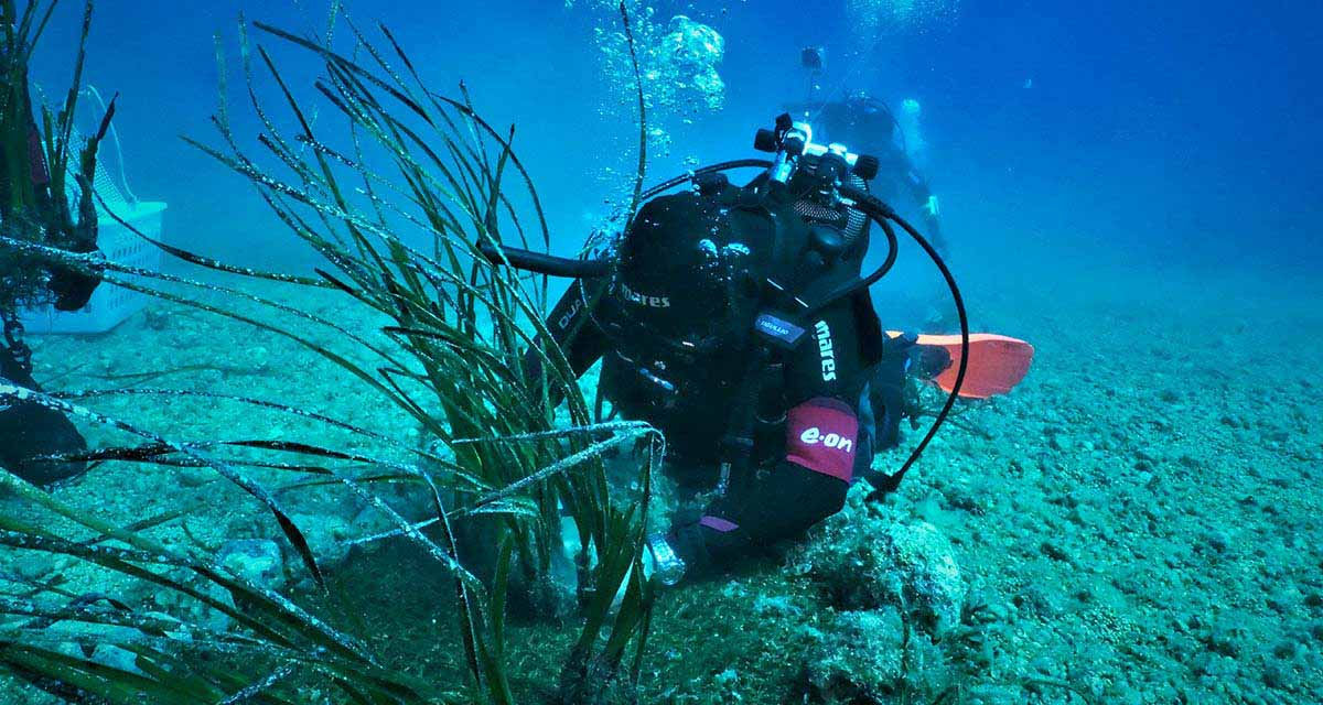 Un subacqueo riforesta il fondale marino con la posidonia, pianta fondamentale per la salute degli oceani