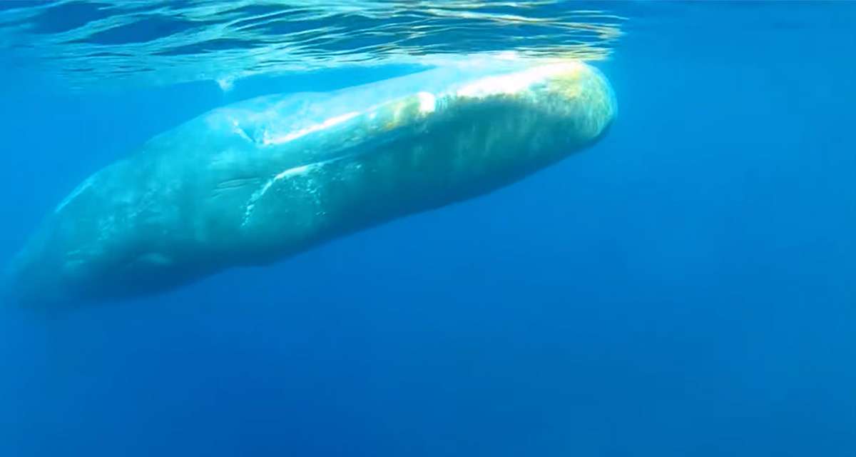 Capodoglio nuota nella acque del Mediterraneo