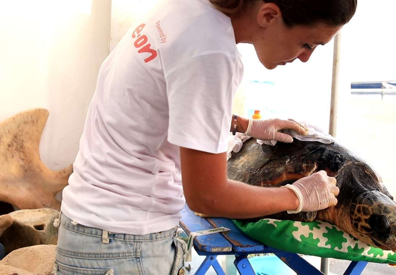 Una tartaruga medicata nel Pronto Soccorso Tartarughe Marine delle Isole Filicudi