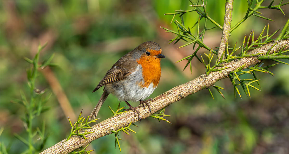 Pettirosso su un ramo: la biodiversità è al centro del progetto Boschi E.ON