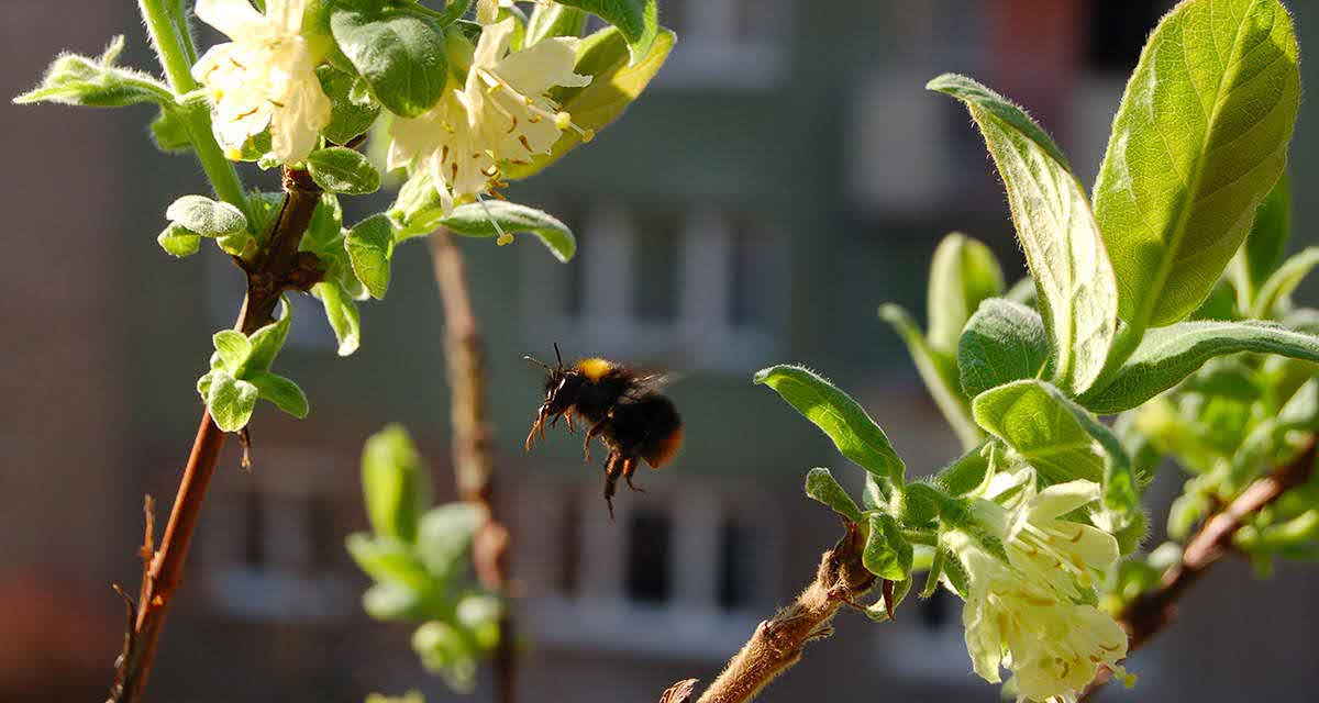 Un calabrone vola su dei fiori in un paesaggio urbano: la biodiversità è importante anche in città