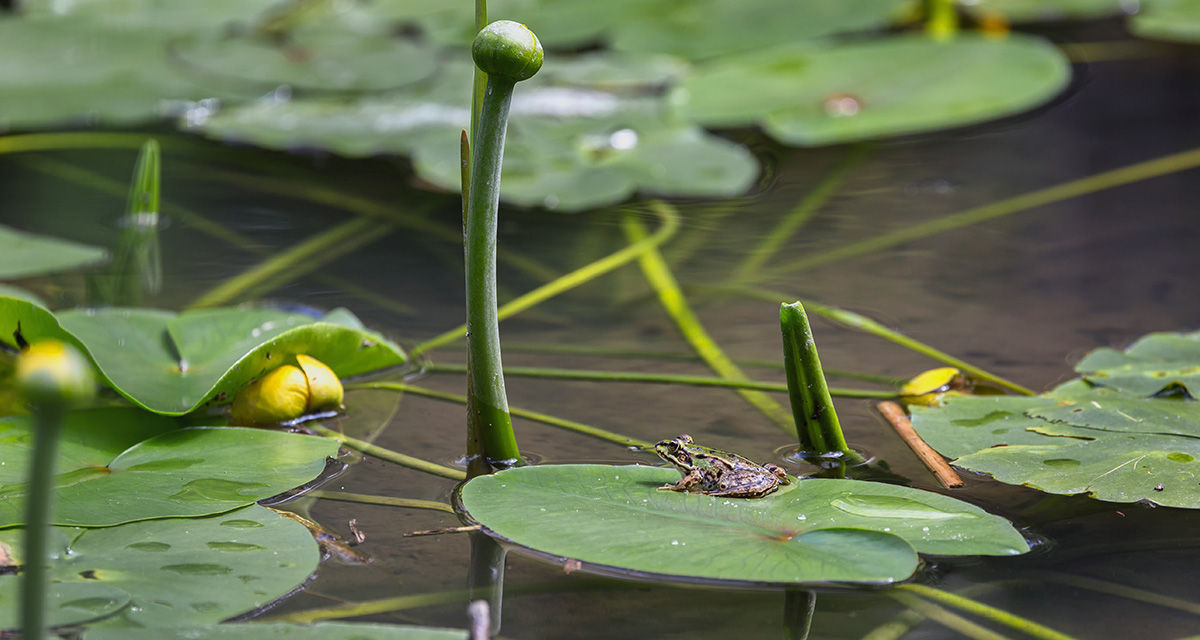 Piccola rana su una ninfea in uno stagno, habitat culla di biodiversità