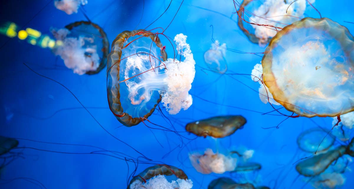 Meduse in mare: la biodiversità è un pilastro della strategia per la natura di E.ON
